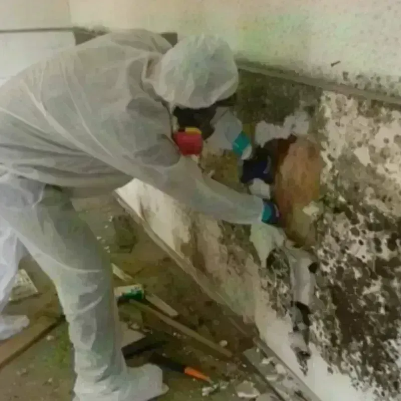 Mold Remediation and Removal in Deer Park, WA